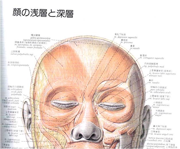 かみ形成外科は愛西市で形成外科 美容外科専門医として診療しています